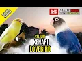 Download Lagu Masteran Murai Batu Full Tembakan #MasteranMurai