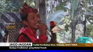 Download JAGO JAGOAN Tradisi Pernikahan di Sidoarjo yang Mulai Punah MP3