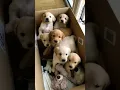 cute puppies #puppy #puppies #cuteanimals #youtubeshorts #cutedog