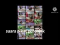 Download Lagu Suara burung prenjak ribut