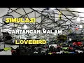 Download Lagu Simulasi gantangan malam lovebird