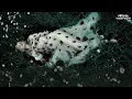 [Lyrics + Vietsub] Mademoiselle Noir