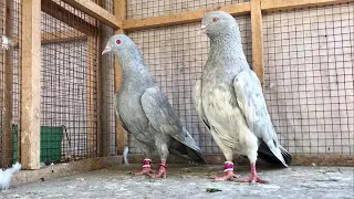 Saletay Kamagar Kabootar For Sale In Lahore Khalid Mehmood 0300 8004161 