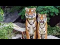 Download Lagu Freeks wilde wereld  De Sumatraanse tijger