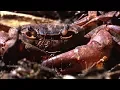 Ants vs Crab Natural World Ant Attack BBC Earth