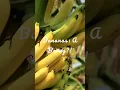 Download Lagu Bananas Are Berries, Strawberries Aren’t 🍌🍓
