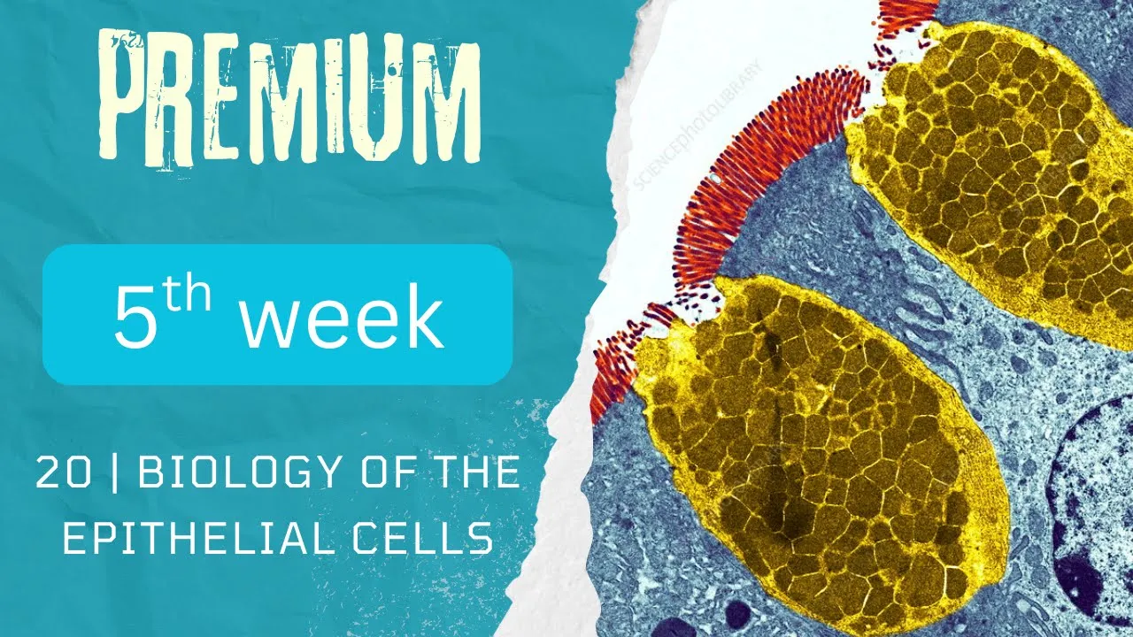 20 | biology of the epithelial cells