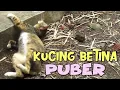 Download Lagu Kucing Betina Puber Bertingkah Genit