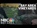 Bud break underway at Las Positas Vineyards in Livermore