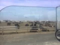 Feedyard in scott city ks