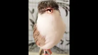 من أجمل أنواع الكناري L Un Des Plus Beaux Types De Canaris Один из самых красивых видов канареек 