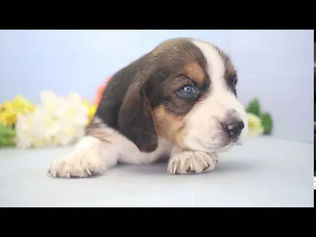 動画