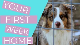 Bringing Home a Rescue Dog 6 Rescue Dog Tips for your First Week Home THE KIND CANINE