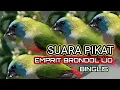 Lagu suara pikat koloni emprit brondol hijau binglis