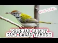 Download Lagu Prenjak lumut CARI LAWAN TARUNG, Prenjak apapun langsung NARUNG Gacor seketika_ @sultanakbar