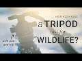 Download Lagu Heipi K32 Tripod + KB60 Ballhead: Your next wildlife tripod? MP3