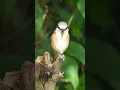 Download Lagu Burung Shrike Cokelat #burung #spesiesburung #fotografiburung #satwa liar