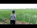 Download Lagu Mancing di puntik