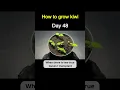 Download Lagu How to Grow Kiwi from Store-Bought Kiwi