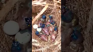 جمال صغار هذا العصفور لا يوصف 