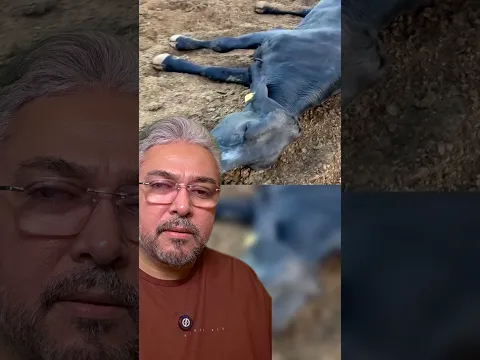 A VACA RONCANDO