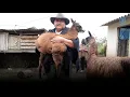 Download Lagu Local Heroes: Intiñan llama breeders, restoring the Andean moorlands