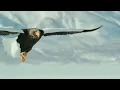 Wings Of Death: The Most Powerful Apex Predator Of The Skies | Eagles Hunting In Action