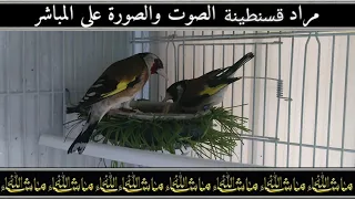 شاهد وتمتع مع قوة قوة قوة قوة قوة قوة  تتكلم في المدرسة تتعلم  مع الحسون القسنطيني الاصيل     دندنها