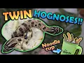 We got TWINS Baby Hognoses Hatching
