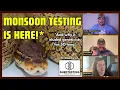 The Monsoon Ball Python Test Is HERE Charlie-Phenome