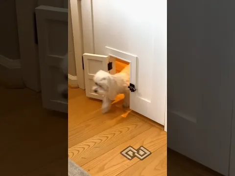 Re-sharing the Lego room doggie door because it's fun and cute #cute#cuteanimals#customdoor
