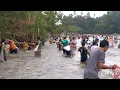 Download Lagu Lubuk Larangan Muara Siambak Dibuka! Ribuan Ikan Langsung Ditangkap!
