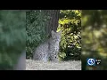 First Alert Weather Extra Bobcat sightings in Hamden