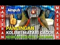 Download Lagu PANCINGAN KOLIBRI MATARI GACOR NEMBAK NGEROLL - MASTERAN KOLIBRI MATARI