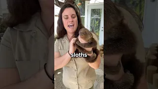Why do Sloths Actually Move So Slow