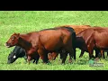 First Farmers Merchants Bank Making Things Grow Crops Cattle