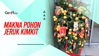 Imlek 2573 Kongzili, Pohon Jeruk Kimkit Ludes Diburu