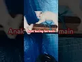 Download Lagu Anak kucing bermain#kalbar #kucing #keseharian