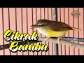 Download Lagu PANCINGAN CIKRAK BAMBU JANTAN