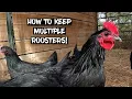 How to Keep Multiple Roosters with No Fighting
