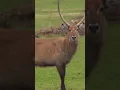 Download Lagu We Took a $200,000 Camera Bowhunting in Uganda! #shorts #slowmotion #slomo #archery #bowmar
