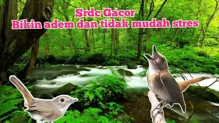 srdc gacor terapi air bikin adem