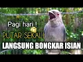 Download Lagu Srigunting Abu Abu Gacor GAK SAMPAI 1 MENIT Ampuh Bikin Srigunting APASAJA IKUT GACOR