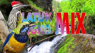  tembakan pamungkas masteran cucak cungkok u0026 pelatuk bawang super tajam bikin lawan kicep