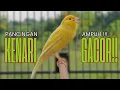 Download Lagu Masteran Kenari PAUD Super BUNYI Dijamin Cepat Gacor! \u0026 agar Kenari diam agar bunyi \u0026 gacor