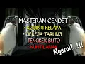 Download Lagu Ngeriiii..!!!masteran cendet ngeroll kolibri kelapa, gereja tarung, tengkek buto, dan kuntilanak