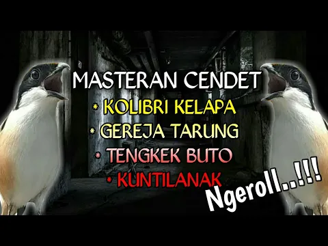 Download MP3 Ngeriiii..!!!masteran cendet ngeroll kolibri kelapa, gereja tarung, tengkek buto, dan kuntilanak