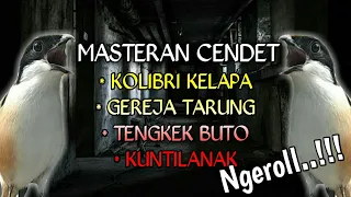 ngeriiii masteran cendet ngeroll kolibri kelapa gereja tarung tengkek buto dan kuntilanak