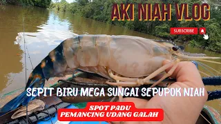 Download Sepit Biru Mega Sungai Sepupok Niah || Spot Padu Bagi Pemancing Udang Galah MP3