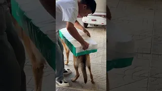                     دندنها